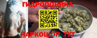шишки Будённовск